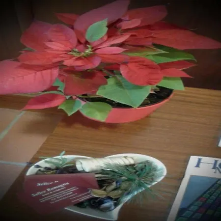 Hotel Selice Romagna 3*